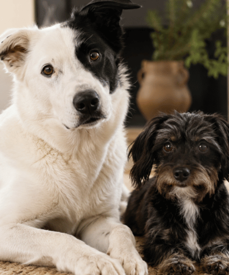 Cozy Pet Finds That Make Life Easier